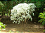 Neve da Montanha - Euphorbia leucocephala - Imagem 3