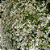 Neve da Montanha - Euphorbia leucocephala - Imagem 4