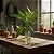 Bambu da Sorte - Dracaena braunii - Imagem 1