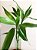 Bambu da Sorte - Dracaena braunii - Imagem 2