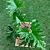Guaimbê - Philodendron bipinnatifidum - Imagem 3