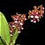 Oncidium lanceanum - Imagem 2