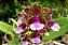 Oncidium lanceanum - Imagem 3
