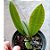 Oncidium lanceanum - Imagem 4