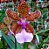 Oncidium lanceanum - Imagem 1