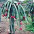 Pitaya Vermelha - Imagem 9
