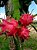 Pitaya Vermelha - Imagem 4