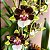 Oncidium Cleo's Pride 'Hama' - Imagem 2