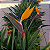 Flor do Paraiso  - Strelitzia Reginae - Imagem 4