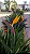 Flor do Paraiso  - Strelitzia Reginae - Imagem 13