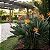 Flor do Paraiso - Strelitzia Reginae - Imagem 2