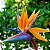 Flor do Paraiso  - Strelitzia Reginae - Imagem 2