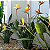 Flor do Paraiso  - Strelitzia Reginae - Imagem 6
