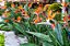 Flor do Paraiso  - Strelitzia Reginae - Imagem 12