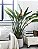 Flor do Paraiso  - Strelitzia Reginae - Imagem 1