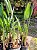 Flor do Paraiso  - Strelitzia Reginae - Imagem 8