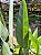 Flor do Paraiso  - Strelitzia Reginae - Imagem 9