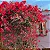 Primavera Variegata Vermelha - Imagem 2