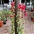 Primavera Variegata Vermelha - Imagem 4