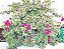 Primavera Pendente - Bougainvillea variegata - Imagem 1