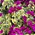 Primavera Pendente - Bougainvillea variegata - Imagem 2