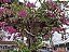Primavera Pendente - Bougainvillea variegata - Imagem 4