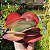 Suculenta Orelha de Elefante - Kalanchoe Luciae - Imagem 4