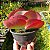 Suculenta Orelha de Elefante - Kalanchoe Luciae - Imagem 2