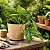 Monstera Peru - Imagem 1