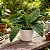 Monstera Peru - Imagem 4