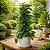 Monstera Peru - Imagem 3