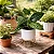 Monstera Peru - Imagem 2