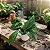 Monstera Peru - Imagem 5