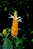 Camarão Amarelo - Pachystachys lutea - Imagem 2
