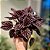 Peperomia Caperata vermelha 'Luna' - Imagem 1