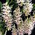 Dendrobium Amethystoglossum - Imagem 2