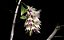 Dendrobium Amethystoglossum - Imagem 4