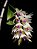 Dendrobium Amethystoglossum - Imagem 3