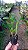 Dendrobium Amethystoglossum - Imagem 5