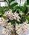Dendrobium Amethystoglossum - Imagem 6