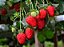 Morango - Fragaria × Ananassa - Imagem 1
