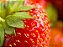 Morango - Fragaria × Ananassa - Imagem 6