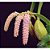 Bulbophyllum Lilacinum PROMOÇÃO - Imagem 1