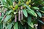 Bulbophyllum Lilacinum PROMOÇÃO - Imagem 2