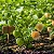 Fisális - Physalis angulata - Imagem 1