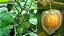 Fisális - Physalis angulata - Imagem 1