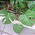 Costela de Adão - Monstera Deliciosa - Imagem 3