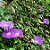 Tumbergia Arbustiva - Thunbergia erecta (Perfeita Para Cerca Viva) - Imagem 3