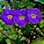 Tumbergia Arbustiva - Thunbergia erecta (Perfeita Para Cerca Viva) - Imagem 1