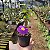 Tumbergia Arbustiva Azul - Thunbergia erecta (Perfeita Para Cerca Viva) - Imagem 7